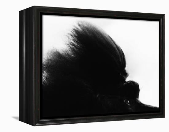 Head Fur of Standard Poodle-Henry Horenstein-Framed Premier Image Canvas