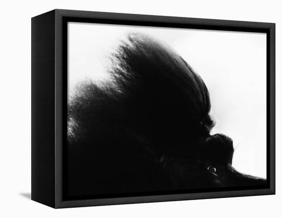 Head Fur of Standard Poodle-Henry Horenstein-Framed Premier Image Canvas