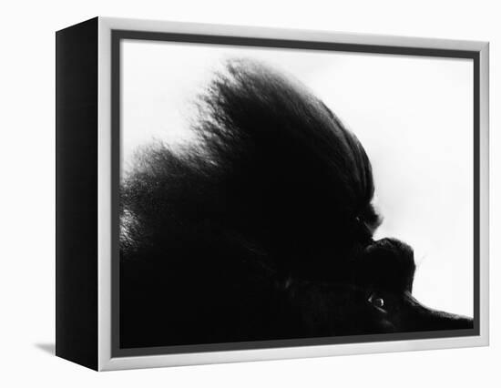 Head Fur of Standard Poodle-Henry Horenstein-Framed Premier Image Canvas