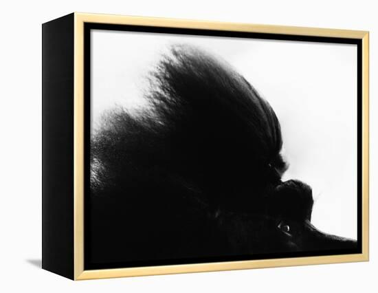 Head Fur of Standard Poodle-Henry Horenstein-Framed Premier Image Canvas