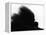 Head Fur of Standard Poodle-Henry Horenstein-Framed Premier Image Canvas