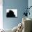 Head Fur of Standard Poodle-Henry Horenstein-Photographic Print displayed on a wall