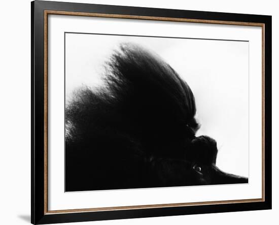 Head Fur of Standard Poodle-Henry Horenstein-Framed Photographic Print