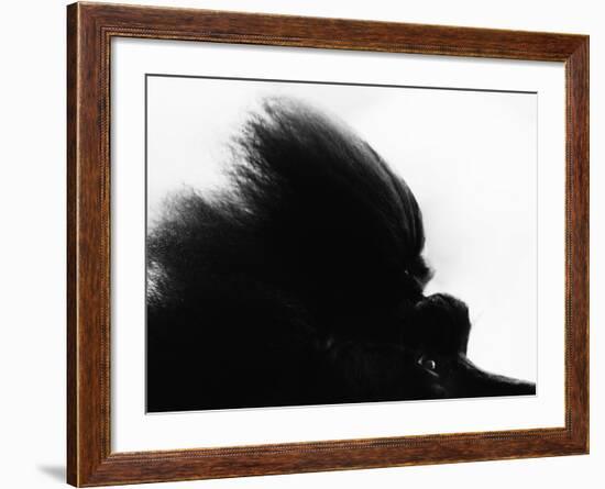 Head Fur of Standard Poodle-Henry Horenstein-Framed Photographic Print