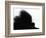 Head Fur of Standard Poodle-Henry Horenstein-Framed Photographic Print