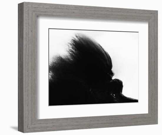 Head Fur of Standard Poodle-Henry Horenstein-Framed Photographic Print