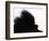 Head Fur of Standard Poodle-Henry Horenstein-Framed Photographic Print