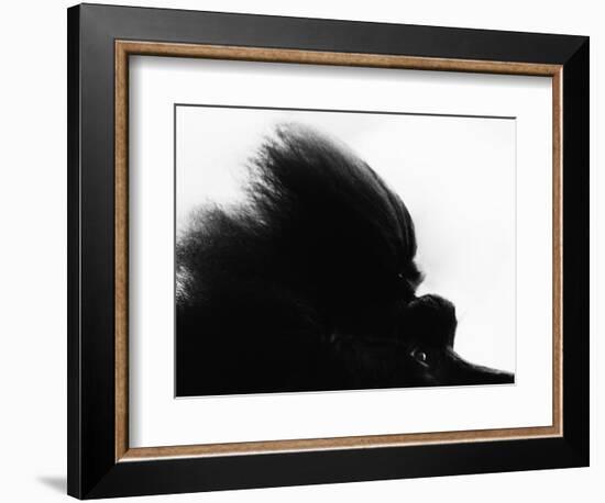 Head Fur of Standard Poodle-Henry Horenstein-Framed Photographic Print