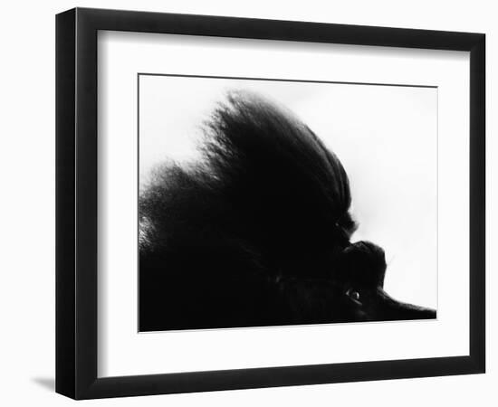 Head Fur of Standard Poodle-Henry Horenstein-Framed Photographic Print