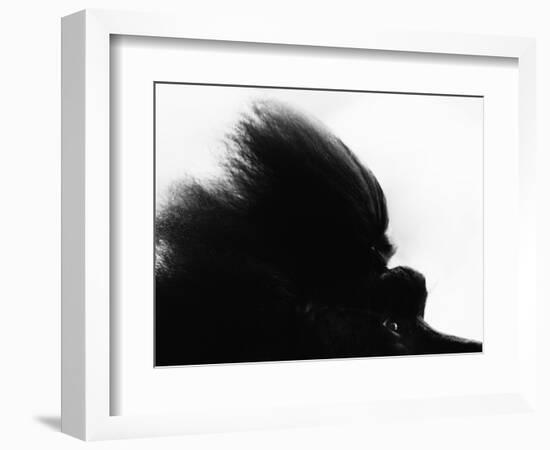 Head Fur of Standard Poodle-Henry Horenstein-Framed Photographic Print