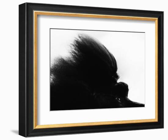 Head Fur of Standard Poodle-Henry Horenstein-Framed Photographic Print