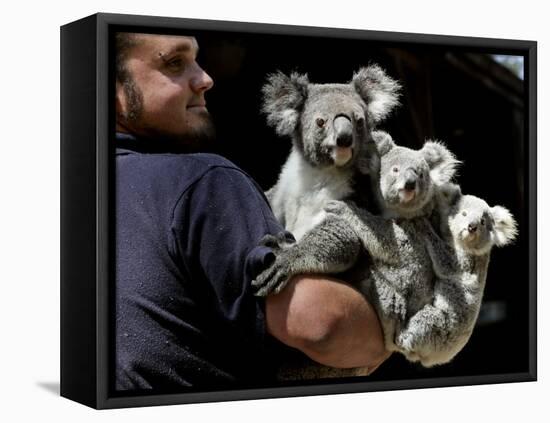 Head Keeper at Sydney's Koala Park Holds 'Kamara' and Her Two One Year-Old Babies-null-Framed Premier Image Canvas