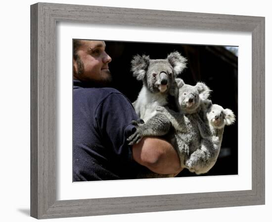 Head Keeper at Sydney's Koala Park Holds 'Kamara' and Her Two One Year-Old Babies-null-Framed Photographic Print