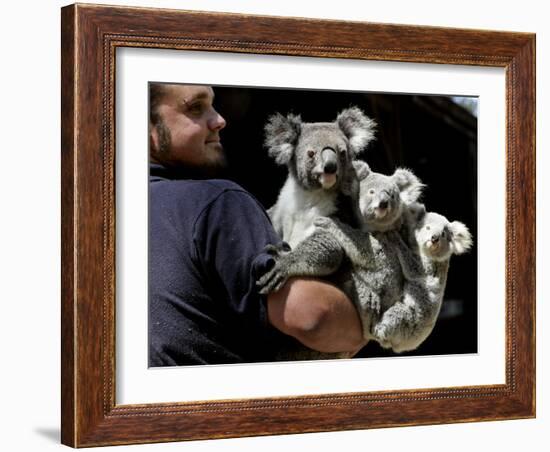 Head Keeper at Sydney's Koala Park Holds 'Kamara' and Her Two One Year-Old Babies-null-Framed Photographic Print