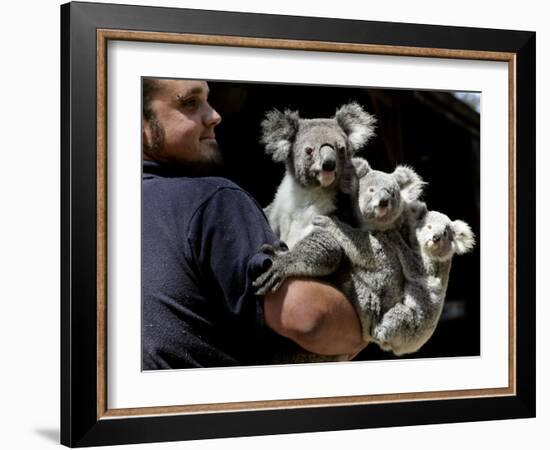 Head Keeper at Sydney's Koala Park Holds 'Kamara' and Her Two One Year-Old Babies-null-Framed Photographic Print