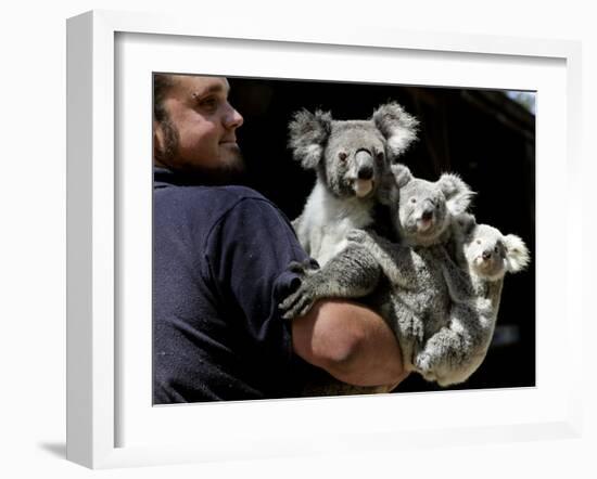 Head Keeper at Sydney's Koala Park Holds 'Kamara' and Her Two One Year-Old Babies-null-Framed Photographic Print