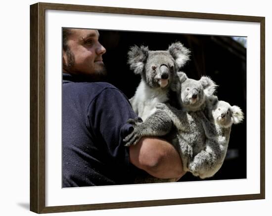Head Keeper at Sydney's Koala Park Holds 'Kamara' and Her Two One Year-Old Babies-null-Framed Photographic Print