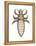 Head Louse (Pediculus Humanus Capitis), Insects-Encyclopaedia Britannica-Framed Stretched Canvas