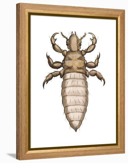 Head Louse (Pediculus Humanus Capitis), Insects-Encyclopaedia Britannica-Framed Stretched Canvas