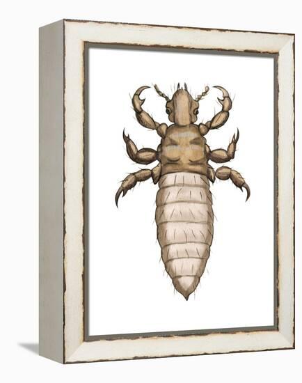 Head Louse (Pediculus Humanus Capitis), Insects-Encyclopaedia Britannica-Framed Stretched Canvas