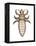 Head Louse (Pediculus Humanus Capitis), Insects-Encyclopaedia Britannica-Framed Stretched Canvas