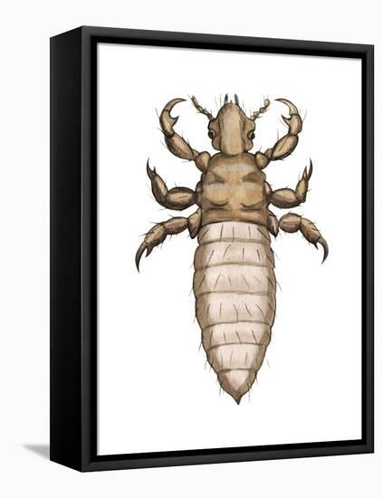 Head Louse (Pediculus Humanus Capitis), Insects-Encyclopaedia Britannica-Framed Stretched Canvas