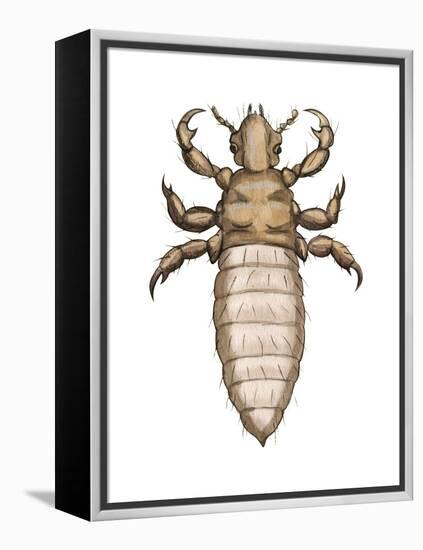 Head Louse (Pediculus Humanus Capitis), Insects-Encyclopaedia Britannica-Framed Stretched Canvas