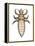 Head Louse (Pediculus Humanus Capitis), Insects-Encyclopaedia Britannica-Framed Stretched Canvas