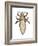 Head Louse (Pediculus Humanus Capitis), Insects-Encyclopaedia Britannica-Framed Art Print