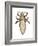 Head Louse (Pediculus Humanus Capitis), Insects-Encyclopaedia Britannica-Framed Art Print