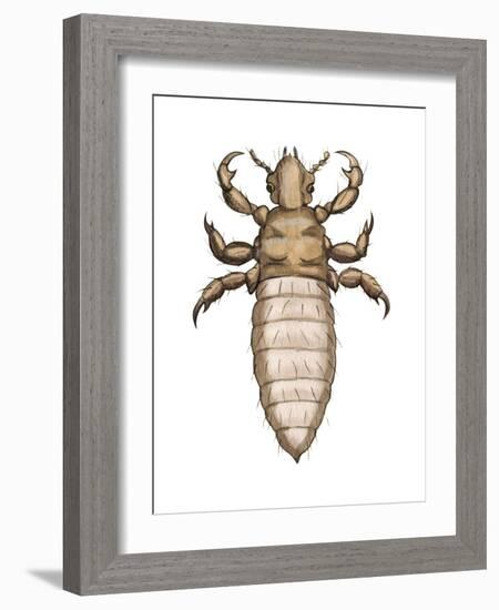 Head Louse (Pediculus Humanus Capitis), Insects-Encyclopaedia Britannica-Framed Art Print