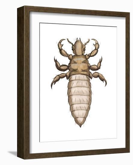 Head Louse (Pediculus Humanus Capitis), Insects-Encyclopaedia Britannica-Framed Art Print