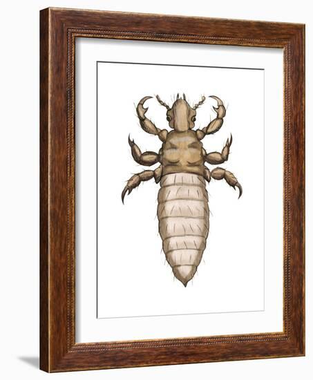 Head Louse (Pediculus Humanus Capitis), Insects-Encyclopaedia Britannica-Framed Art Print