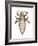 Head Louse (Pediculus Humanus Capitis), Insects-Encyclopaedia Britannica-Framed Art Print
