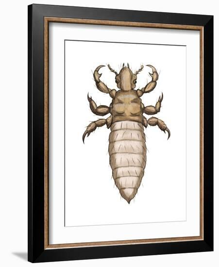 Head Louse (Pediculus Humanus Capitis), Insects-Encyclopaedia Britannica-Framed Art Print