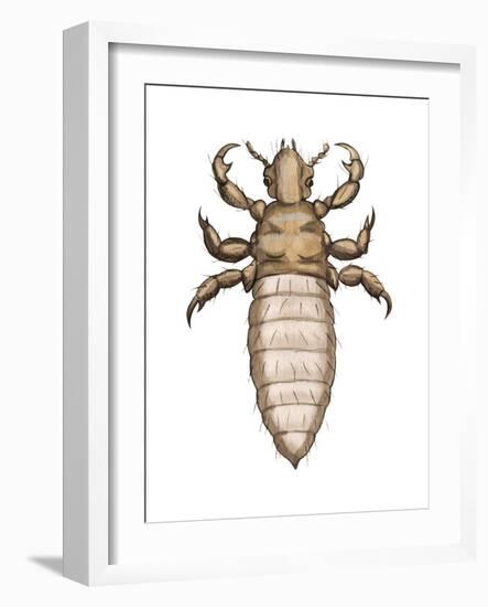 Head Louse (Pediculus Humanus Capitis), Insects-Encyclopaedia Britannica-Framed Art Print