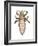 Head Louse (Pediculus Humanus Capitis), Insects-Encyclopaedia Britannica-Framed Art Print