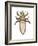 Head Louse (Pediculus Humanus Capitis), Insects-Encyclopaedia Britannica-Framed Art Print