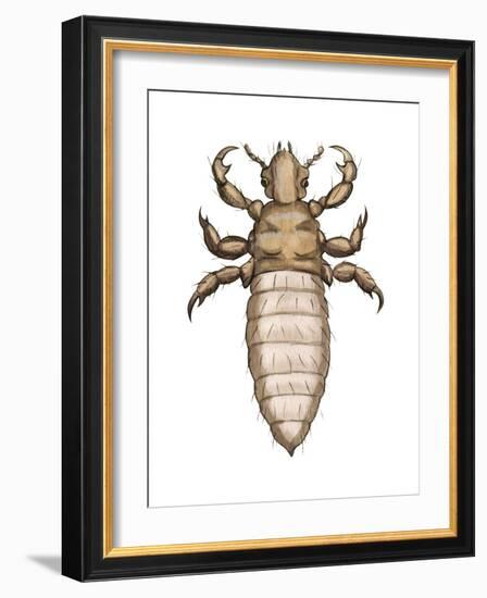 Head Louse (Pediculus Humanus Capitis), Insects-Encyclopaedia Britannica-Framed Art Print