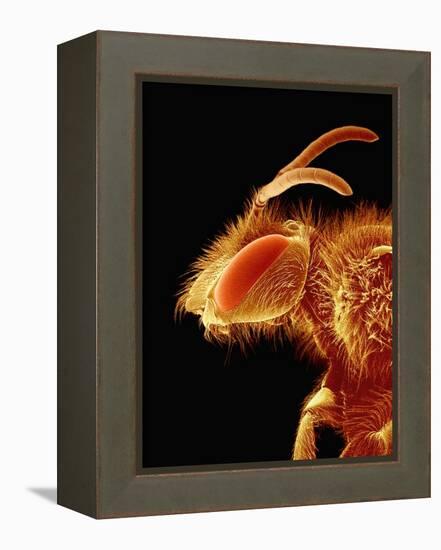 Head of a Bee-Micro Discovery-Framed Premier Image Canvas