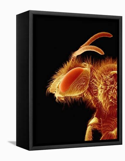 Head of a Bee-Micro Discovery-Framed Premier Image Canvas