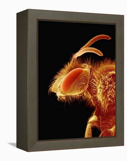 Head of a Bee-Micro Discovery-Framed Premier Image Canvas