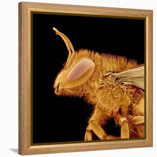 Head of a Bee-Micro Discovery-Framed Premier Image Canvas