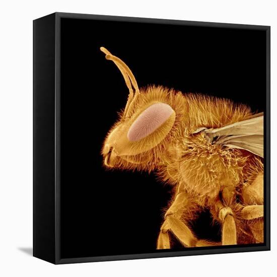 Head of a Bee-Micro Discovery-Framed Premier Image Canvas