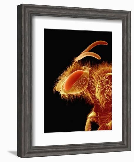 Head of a Bee-Micro Discovery-Framed Photographic Print