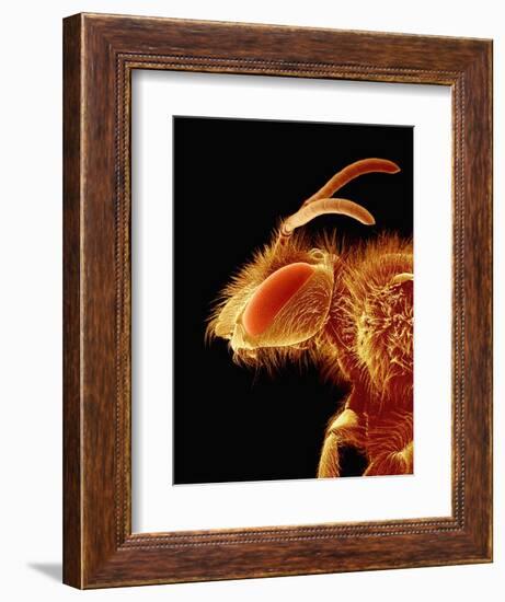 Head of a Bee-Micro Discovery-Framed Photographic Print