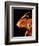 Head of a Bee-Micro Discovery-Framed Photographic Print