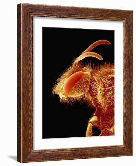 Head of a Bee-Micro Discovery-Framed Photographic Print