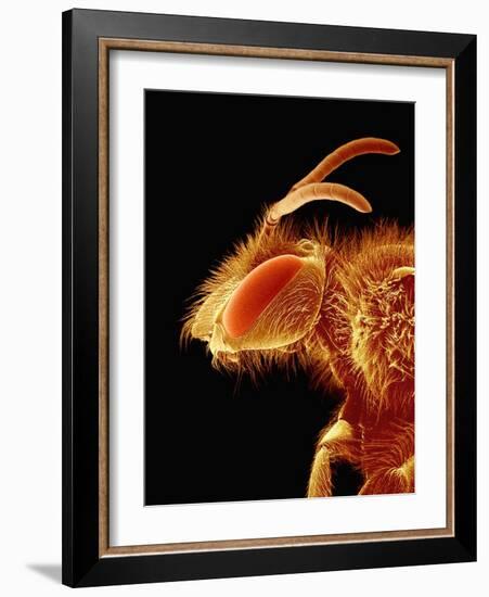 Head of a Bee-Micro Discovery-Framed Photographic Print