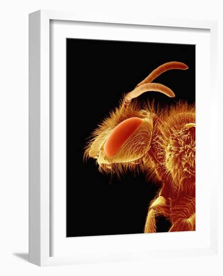 Head of a Bee-Micro Discovery-Framed Photographic Print